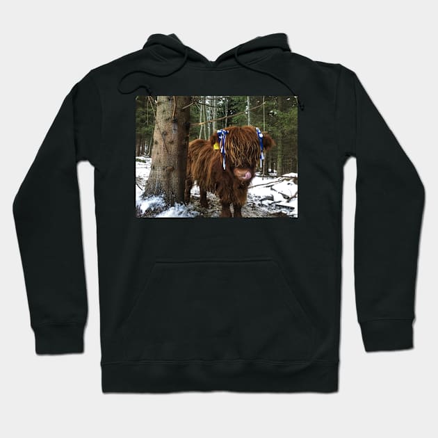 Scottish Highland Cattle Calf 1859 Hoodie by SaarelaHighland